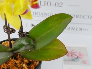 蝴蝶兰叶片发黄怎么办，怎么回事