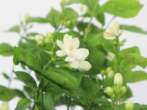 茉莉花有毒吗，茉莉花能在卧室养吗