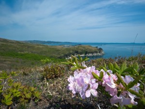 杜鹃花冻了怎么办