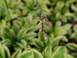 玉簪花能水养吗