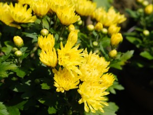 家里养菊花对风水怎么样