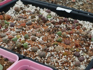 生石花的脱皮方法