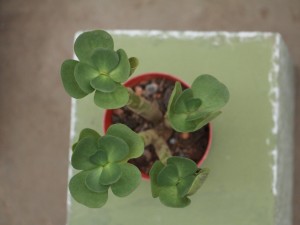 金钱木有毒吗 可以室内养殖吗