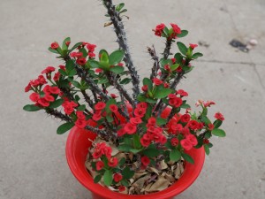 虎刺梅为什么不开花