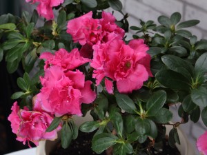 怎样嫁接西洋鹃