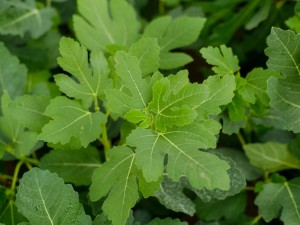 盆栽无花果为什么不结果