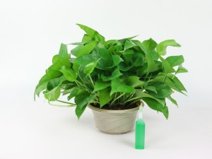 “绿萝”为啥总黄叶？老花农告诉你，因为缺了“它”