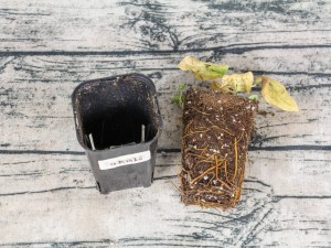 为什么铁线莲不开花