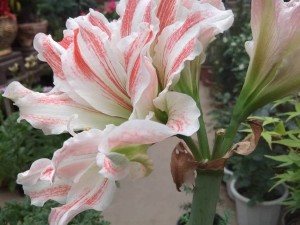 朱顶红叶片发黄是怎么回事