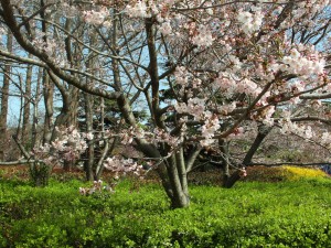 樱花有哪些常见品种
