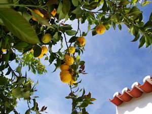 柠檬泡水喝怎么样