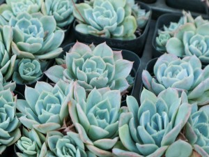 小细节，养出美多肉！