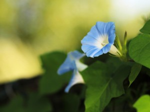 牵牛花有什么作用