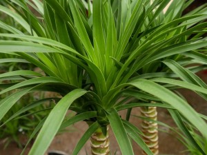 龙血树可以在家养吗