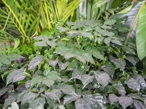 幸福树叶子一碰就掉怎么办