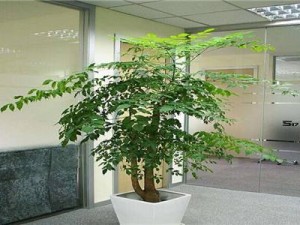 幸福树叶凋零如何挽回 幸福树掉叶子什么原因