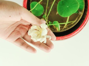 碗莲什么时候开花