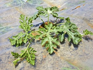 西瓜品种，西瓜图片大全