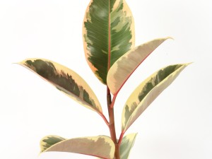 橡皮树长歪了怎么办