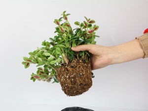 金鱼吊兰不开花怎么办