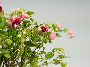 怎么延长倒挂金钟的花期