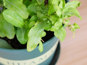 蓝雪花叶子焉了怎么办