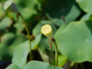荷花象征什么，家里为什么不能养荷花
