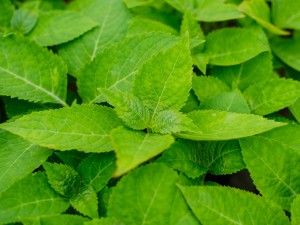 绣球蔫了可以怎么救活