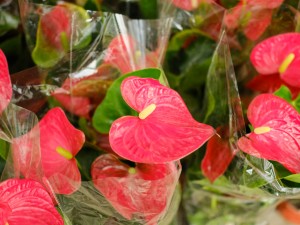 红掌的叶子变焦的原因