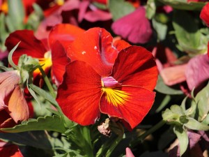 三色堇黄叶的原因和处理办法