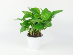 绿萝死了怎么办