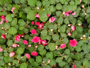 凤仙花叶子卷曲怎么办