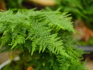 文竹十二个月养护技巧