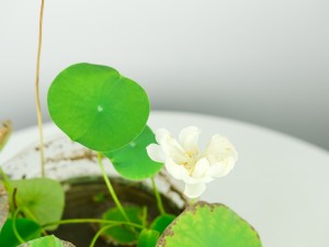 碗莲叶子发黄怎么办