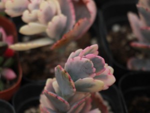 玉吊钟徒长怎么办