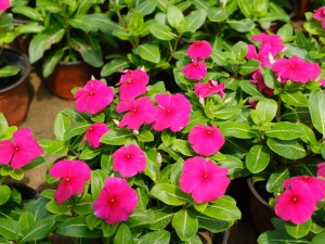 长春花净化空气吗