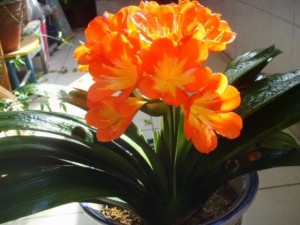 君子兰黄叶子什么原因？君子兰黄叶怎么办？