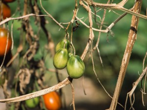 番茄是水果还是蔬菜，是凉性的还是热性的