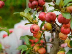 海棠树多少钱一棵，海棠树图片
