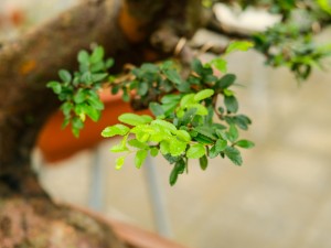 榆树的功效和作用