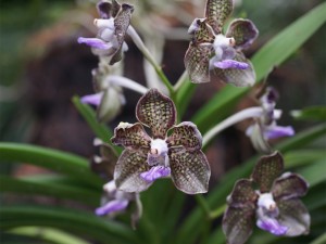 万代兰叶子黄了怎么办