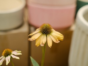 松果菊的养殖方法和注意事项