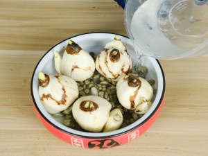 水仙倒伏怎么办