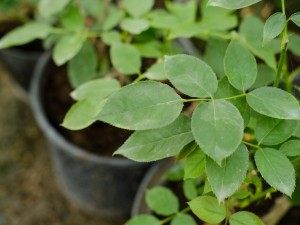 月季花生虫子怎么办