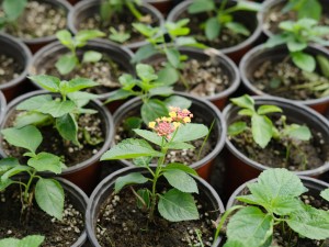 五色梅有毒吗，可以家养吗