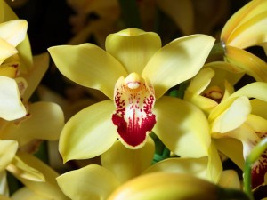 兰花适合在室内养吗