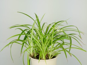 吊兰的水培步骤及方法