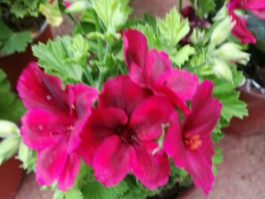 天竺葵怎么度夏