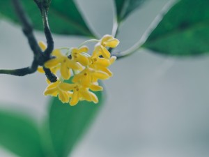 桂花叶子干尖是什么原因