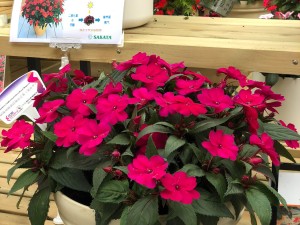 凤仙花怎么修剪